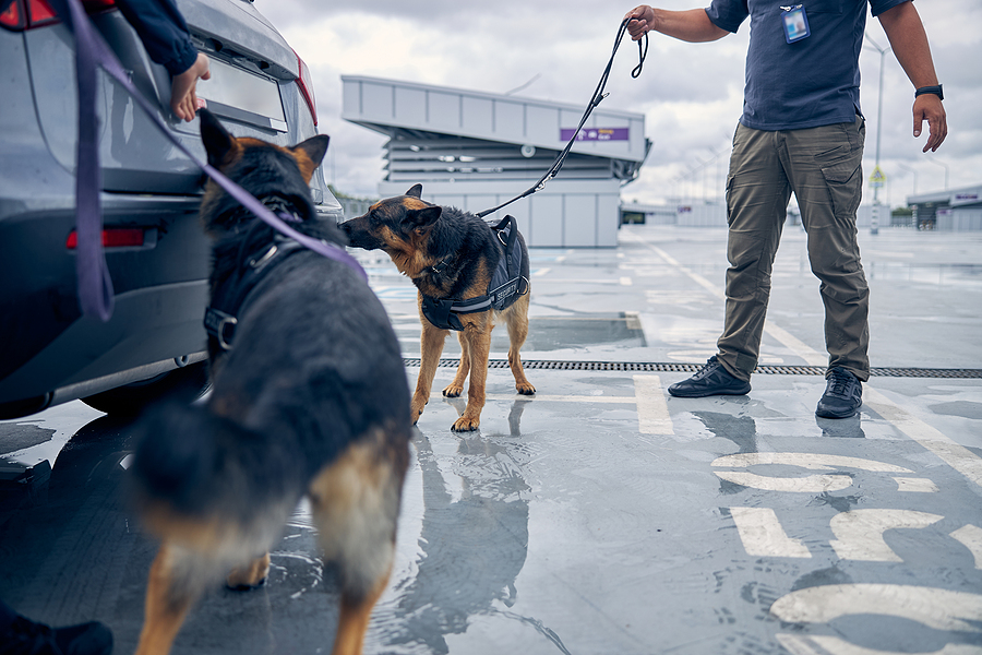 Drug Detection Dogs Inspecting Car At Airport